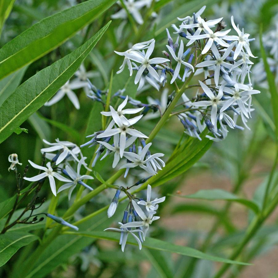 Amsonia tabernaemontana  - Eastern Blue Star