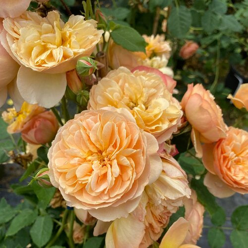 Flavorette® Honey-Apricot Edible Rose