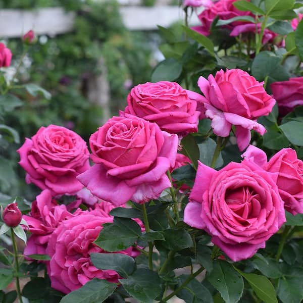 Miranda Lambert™ Fortuniana Rootstock Hybrid Tea Rose