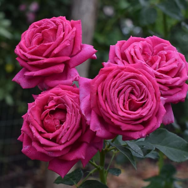 Miranda Lambert™ Fortuniana Rootstock Hybrid Tea Rose