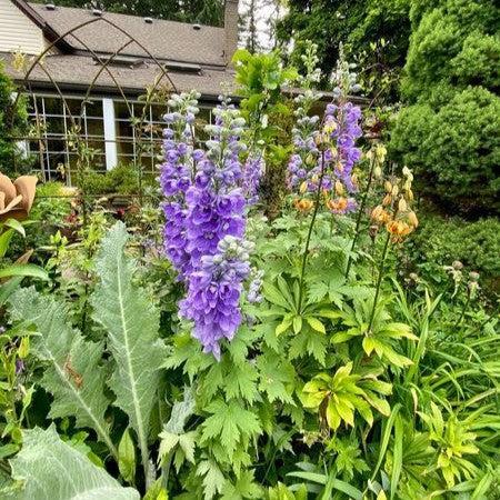 Delphinium elatum 'Aurora Lavender'  - Aurora™ Lavender Delphinium