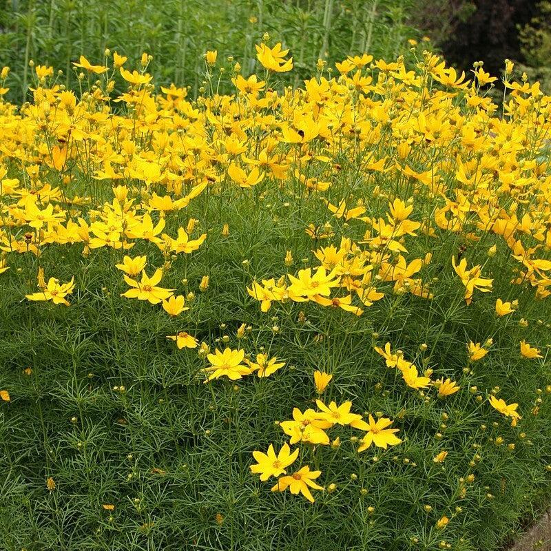 Coreopsis verticillata  - Threadleaf Coreopsis