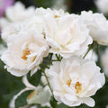 Rosa 'Meiradena'  - Icecap™ Rose