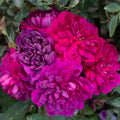 Sultry Night™ Rose Bush