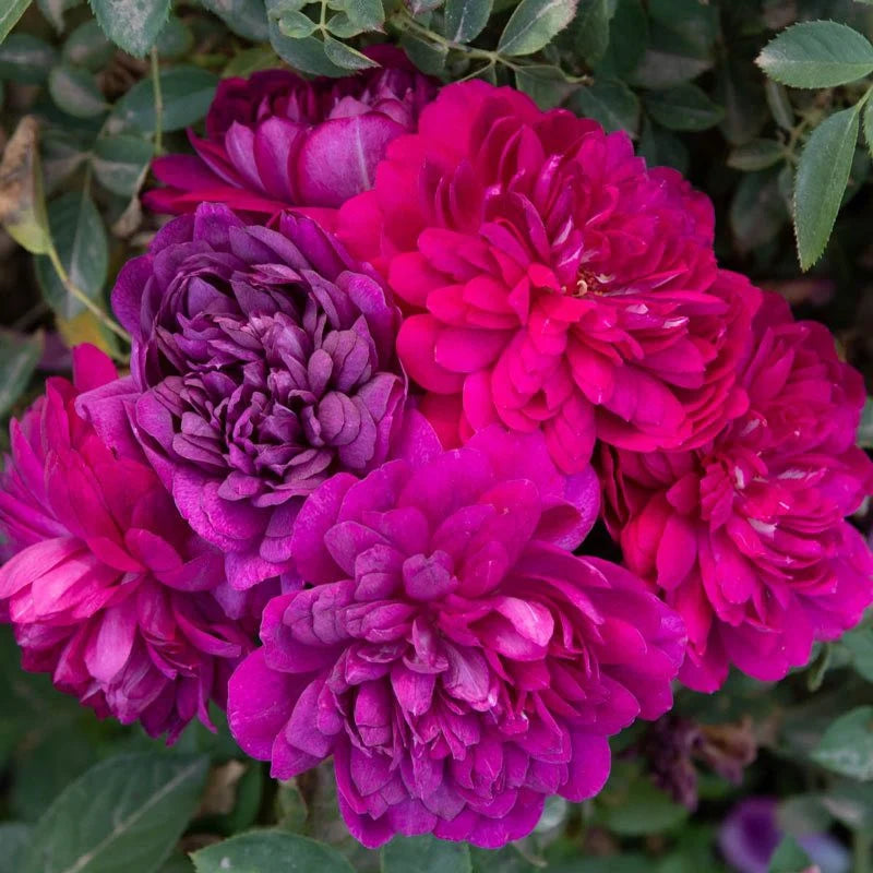 Sultry Night™ Rose Bush