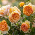 Rosa 'Ausernie'  - Bring Me Sunshine™ Rose