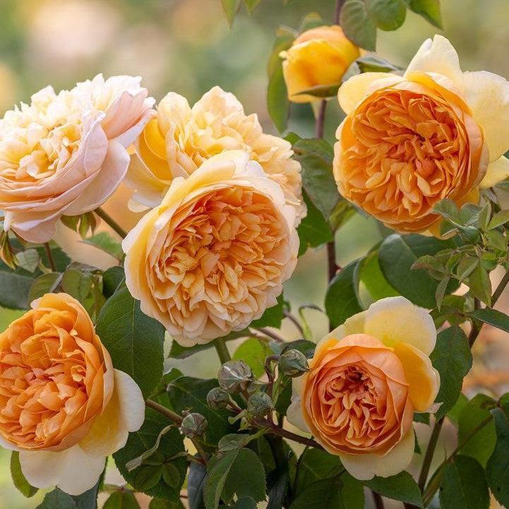 Rosa 'Ausernie'  - Bring Me Sunshine™ Rose