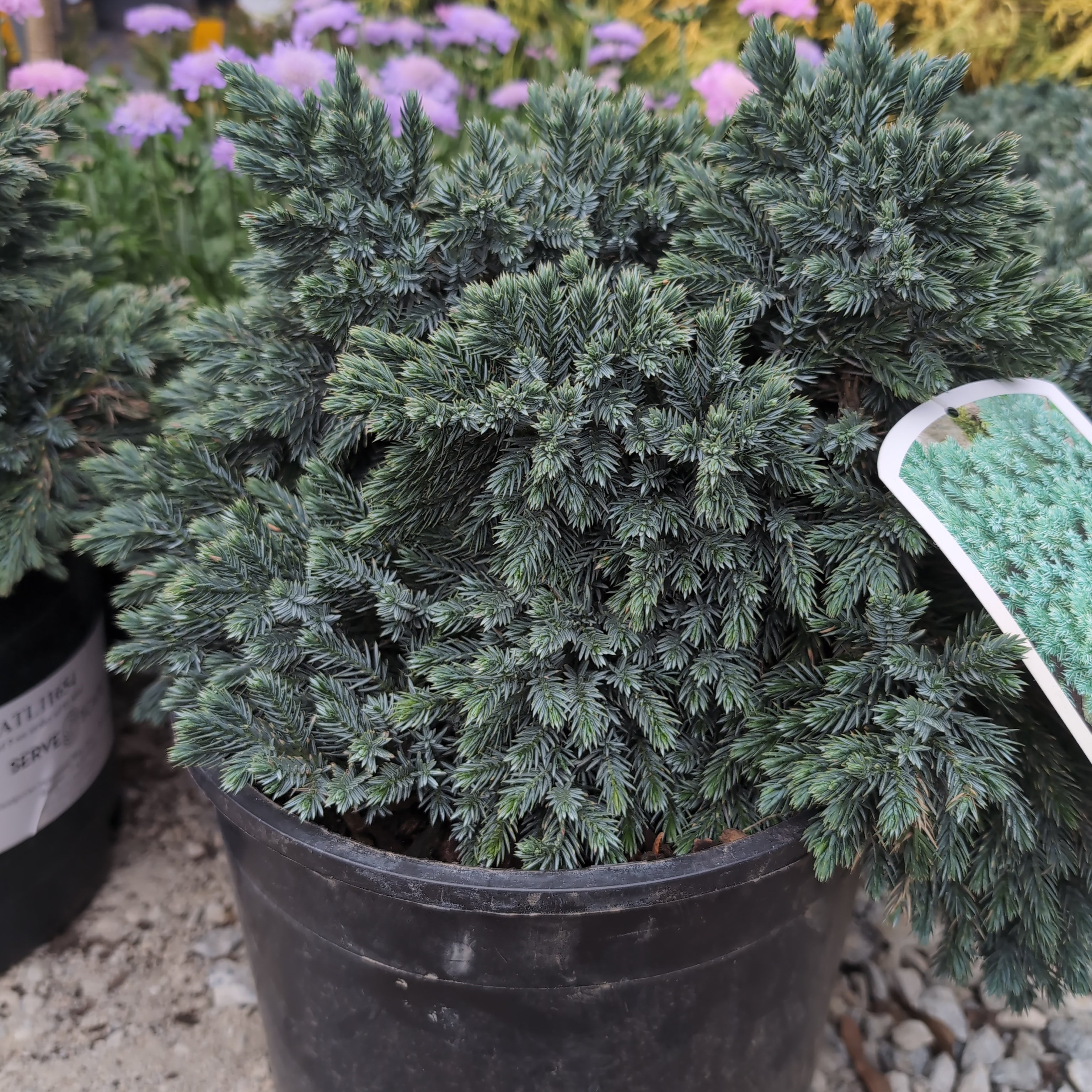 Juniperus squamata 'Blue Star'  - Blue Star Juniper