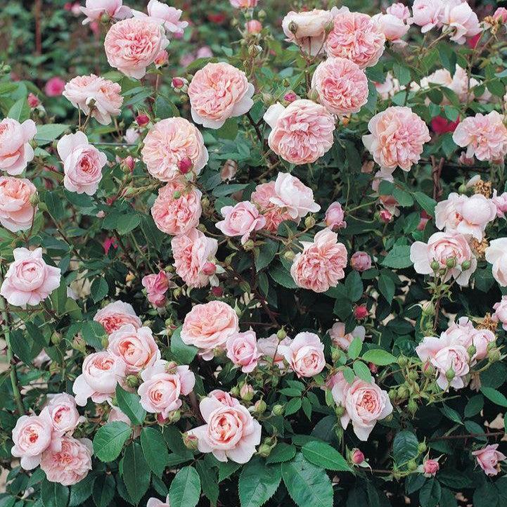Bloomables® Colette™ Climbing Rose