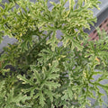 Pelargonium citrosa 'Lady Plymouth'  - Lady Plymouth Variegated Mosquito Plant