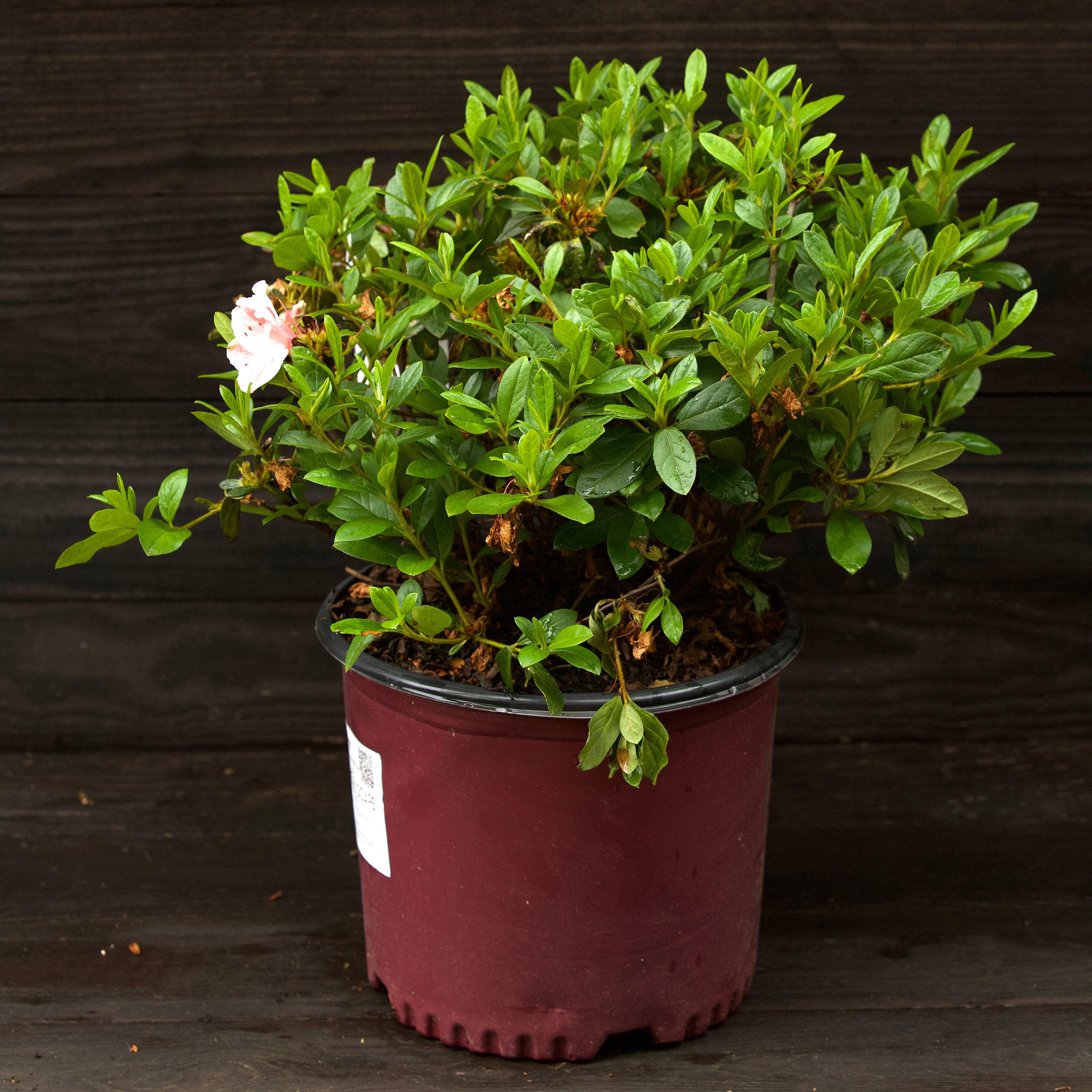 Rhododendron ‘Robleze’  - Encore® Autumn Starburst™ Azalea