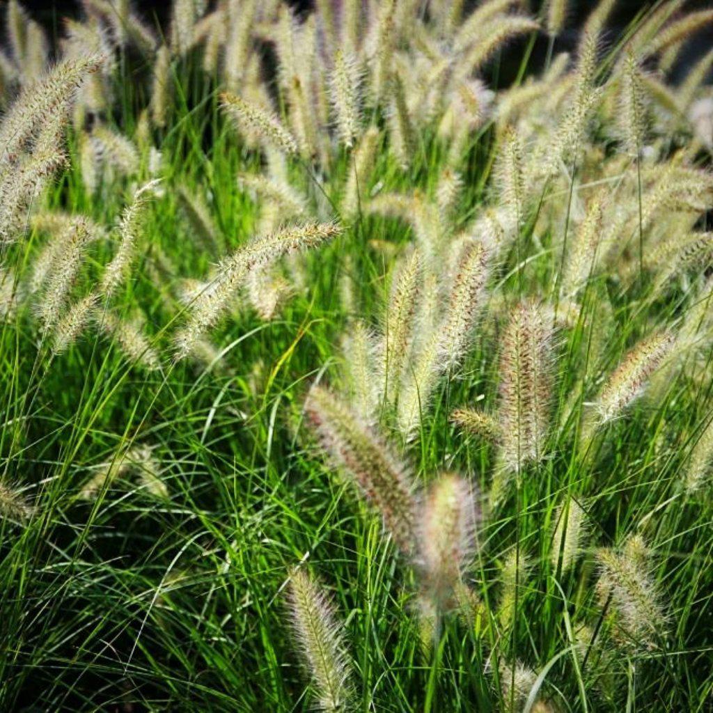 Pennisetum alopecuroides 'Hameln  - Hameln Fountain Grass
