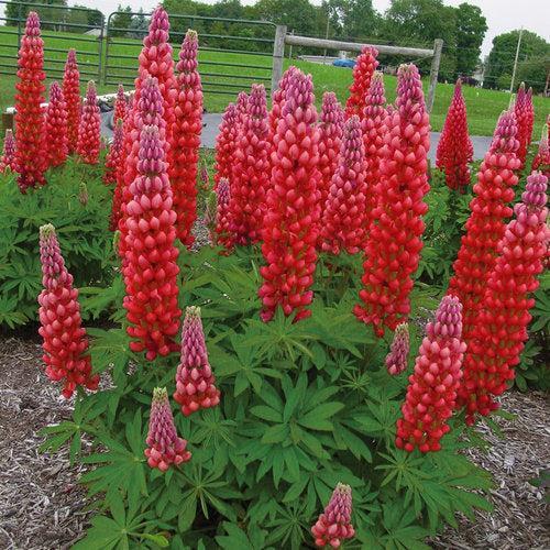 Lupinus polyphyllus 'Red Rum'  - Westcountry™ Red Rum Lupine