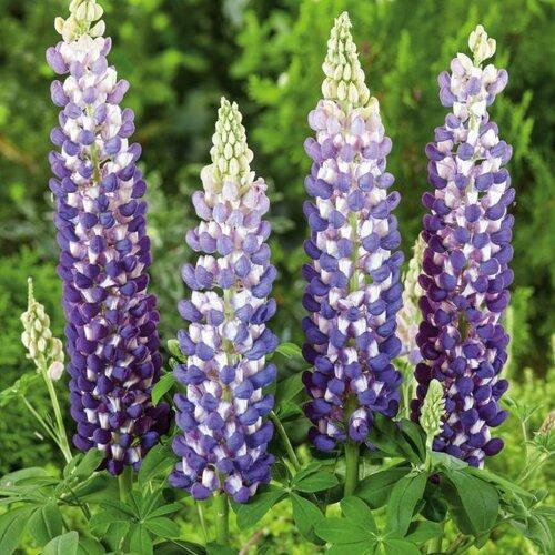Lupinus polyphyllus 'King Canute'  - Westcountry™ King Canute Lupine