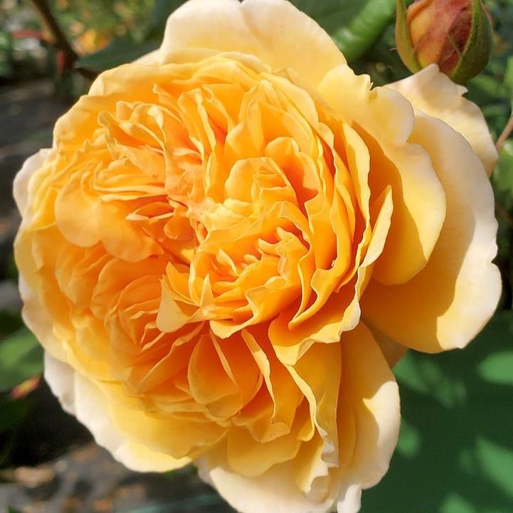 Rosa 'Auswinter'  - Crown Princess Margareta® Rose