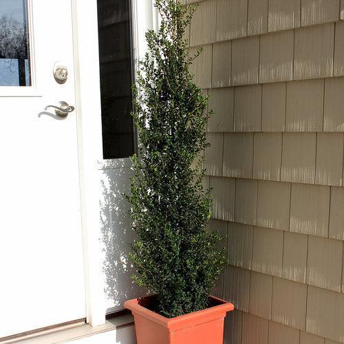 Ilex crenata 'FARROWSK6'  - Patti O Box® Japanese Holly