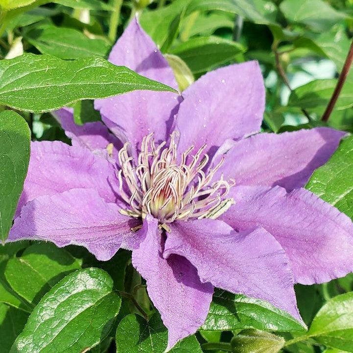 Clematis 'Evipo030'  - Bijou™ Clematis