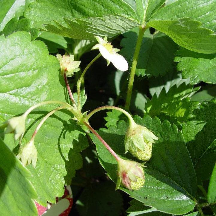 Fragaria x ananassa ‘Sparkle'  - Sparkle Strawberry