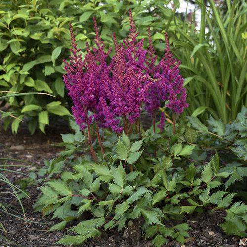 Astilbe chinensis 'Vision in Red'  - Vision in Red Chinese Astilbe