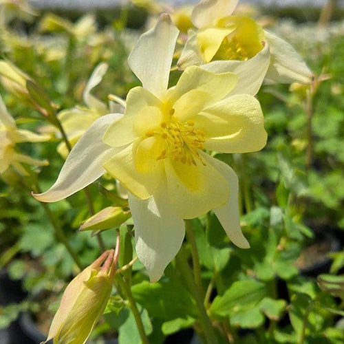 Aquilegia 'PAS1258489'  - Earlybird™ Yellow Columbine