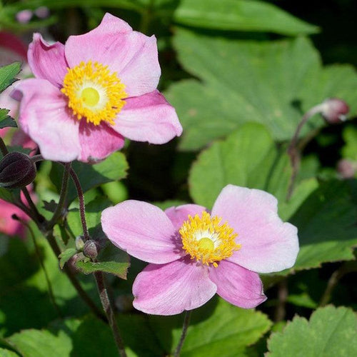 Anemone x 'Lucky Charm'  - Lucky Charm Anemone