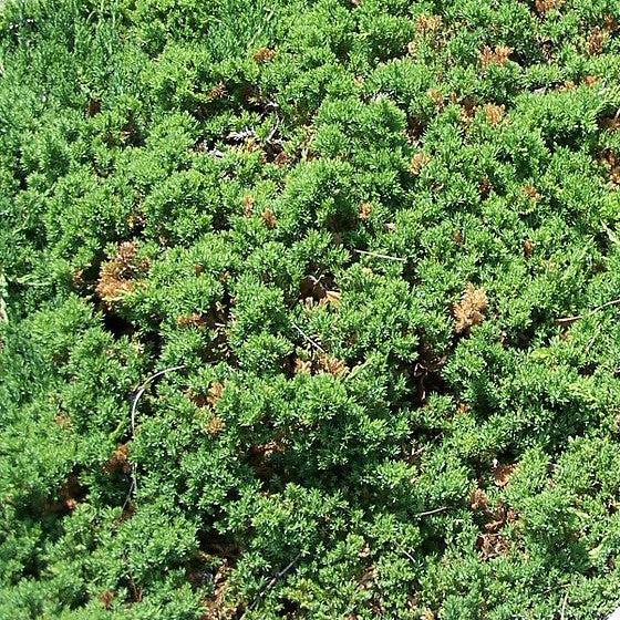 Juniperus procumbens 'Nana'  - Japanese Garden Juniper