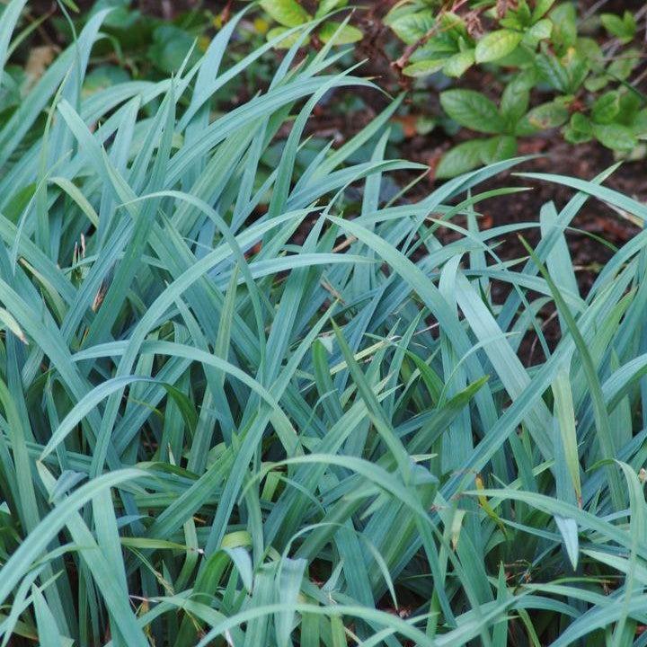 Carex flaccosperma  - Blue Wood Sedge