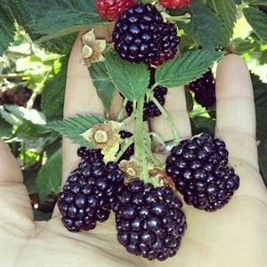 Rubus fruticosus 'Triple Crown'  - Triple Crown Thornless Blackberry