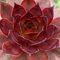 Sempervivum 'Cherries Jubilee'  - Chick Charms® Cherries Jubilee Hens and Chicks