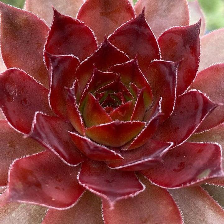 Sempervivum 'Cherries Jubilee'  - Chick Charms® Cherries Jubilee Hens and Chicks