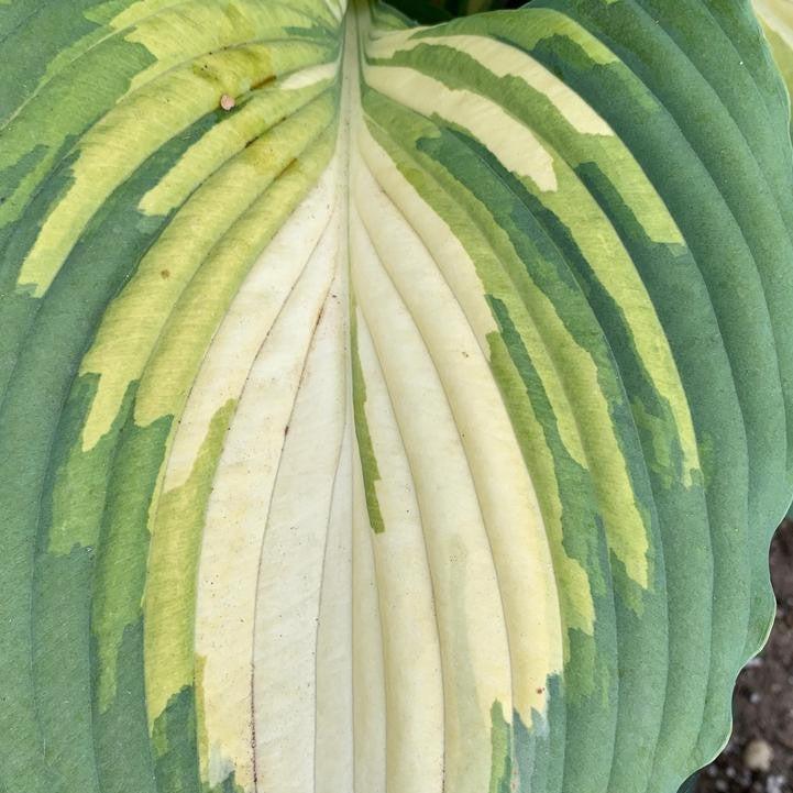 Hosta 'Love Story'  - PW® Shadowland® Love Story Hosta