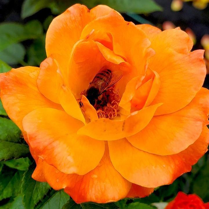 Rosa 'HARwelcome  - Livin' Easy™ Floribunda Rose