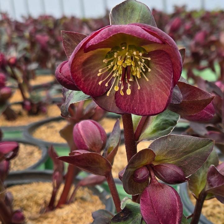 Helleborus x hybridus 'Dana's Dulcet'  - FrostKiss™ Dana's Dulcet® Lenten Rose