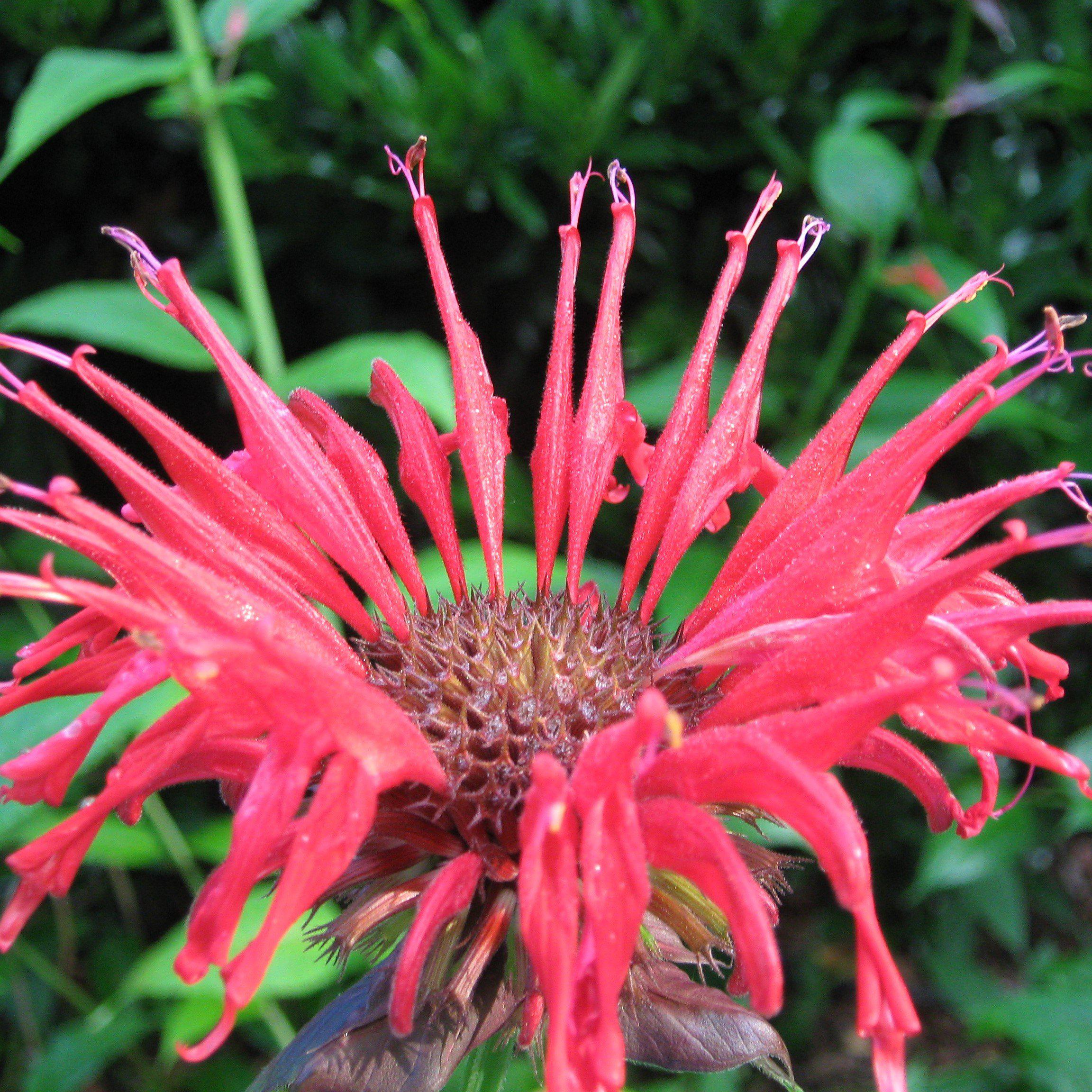 Monarda 'Bee-Happy'  - Bee-You™ Bee-Happy Bee Balm