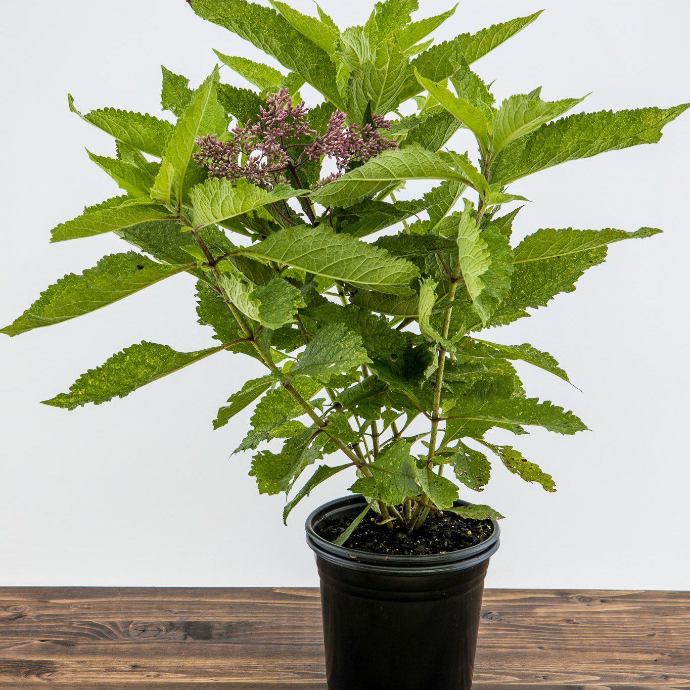 Eutrochium maculatum 'Gateway'  - Gateway Joe Pye Weed