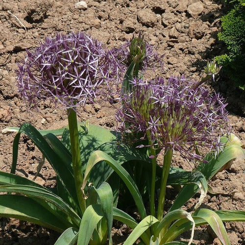 Allium cristophii  - Star of Persia