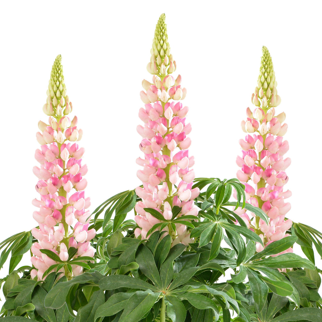 Lupinus polyphyllus 'Lupini Pink Shades'  -  Lupini Pink Shades Lupine