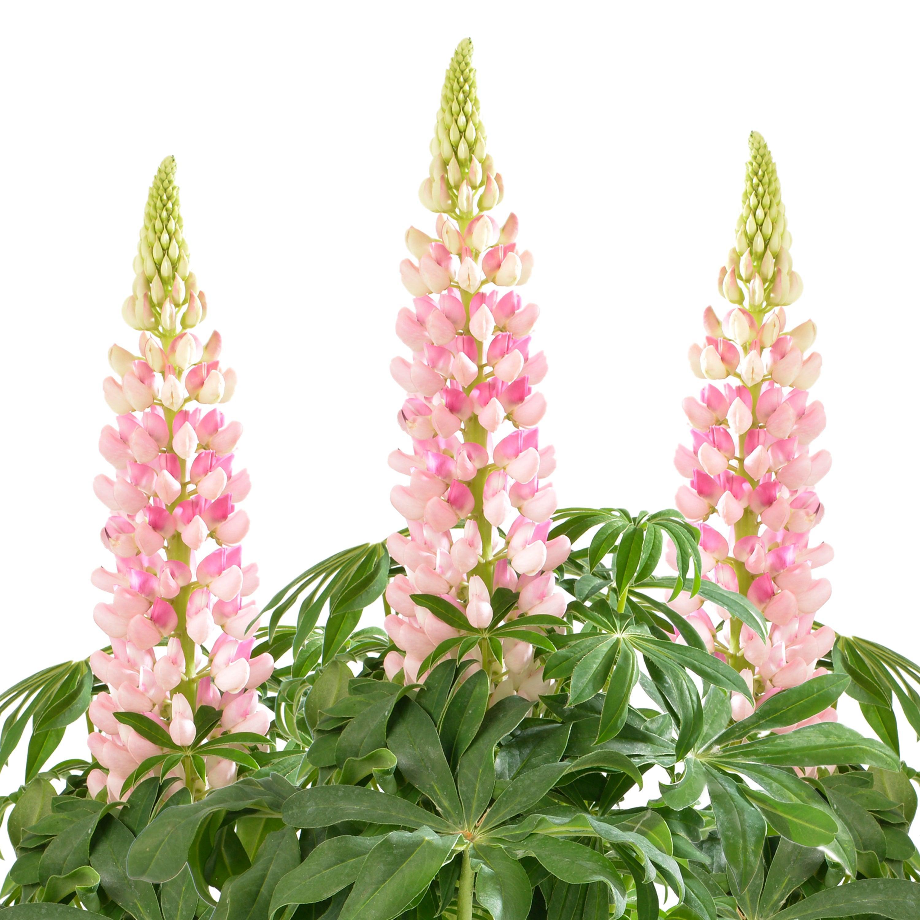 Lupinus polyphyllus 'Lupini Pink Shades'  -  Lupini Pink Shades Lupine