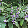 Scutellaria 'Appalachian Blues'  - Appalachian Blues Skullcap
