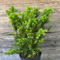 Taxus x media 'Densiformis'  - Dense Spreading Yew