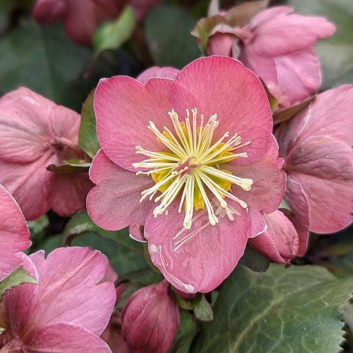 Helleborus x hybridus 'EBP 31'  - FrostKiss™ Cheryl's Shine Lenten Rose