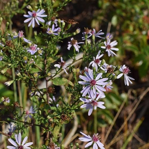 Aster cordifolius  - Blue Wood Aster