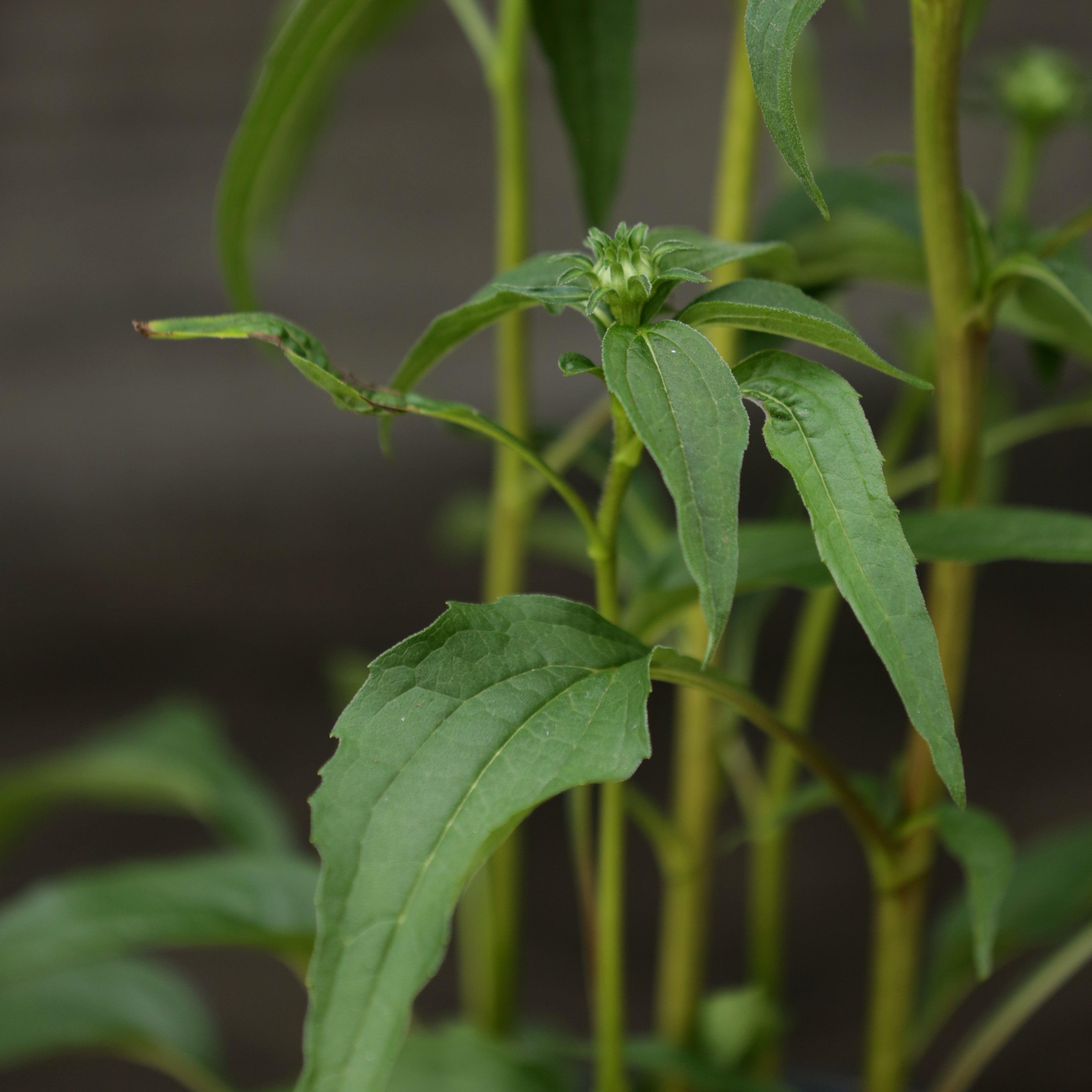 Echinacea purpurea 'PAS702917'  - PowWow® Wild Berry Echinacea, Coneflower