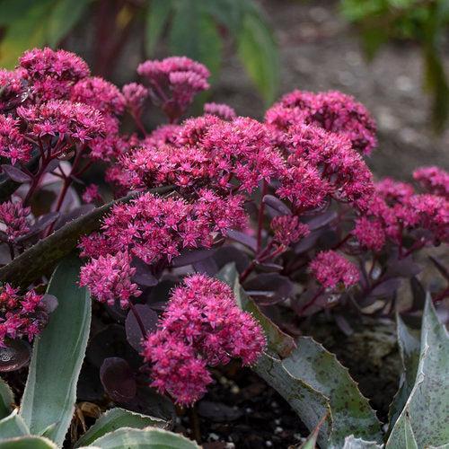 Sedum ‘Superstar’  - Rock 'N Round™ Superstar Stonecrop