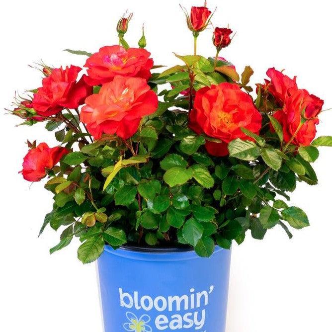 Rosa 'VLR13003'  - Bloomin' Easy® Cinnamon Hearts™ Rose