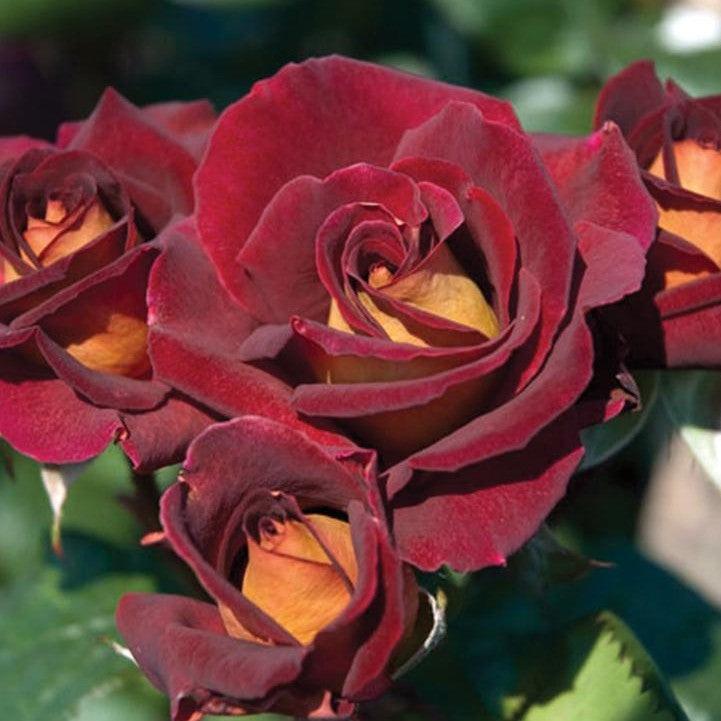 Rosa x 'Meirysett'  - Dark Knight™ Rose