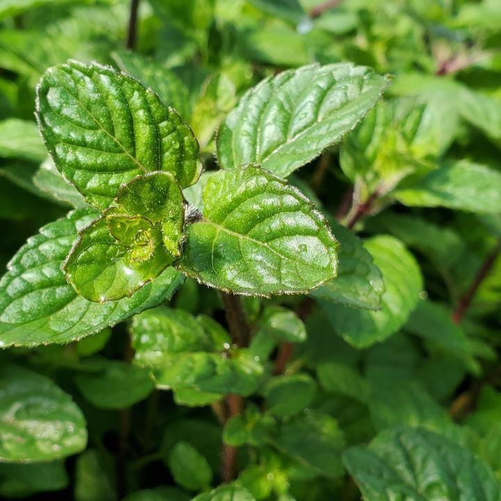 Mentha x 'Berries & Cream'  - Berries & Cream Peppermint