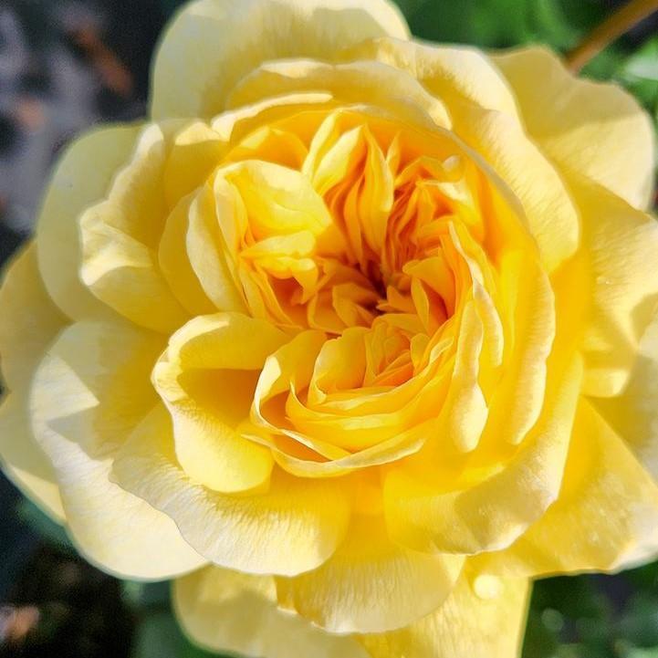 Rosa 'Auswhirl'  - The Poet's Wife Rose