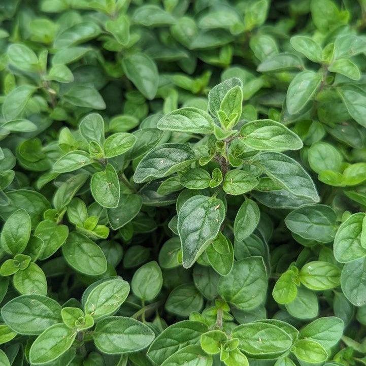 Origanum vulgare 'Supreme'  - Supreme Oregano