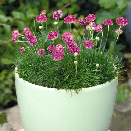 Armeria maritima 'Morning Star Deep Rose'  - Morning Star Deep Rose Sea Thrift